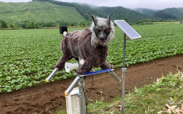 Japão aposta em lobos robóticos para combater a ameaça de ursos